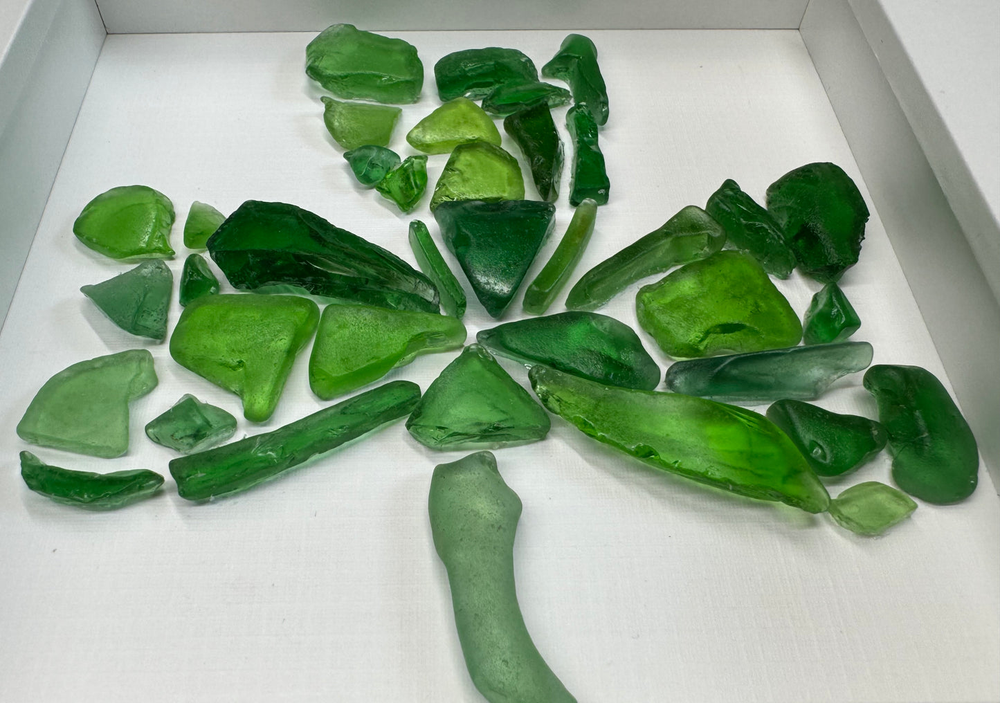Shamrock of Champlain
